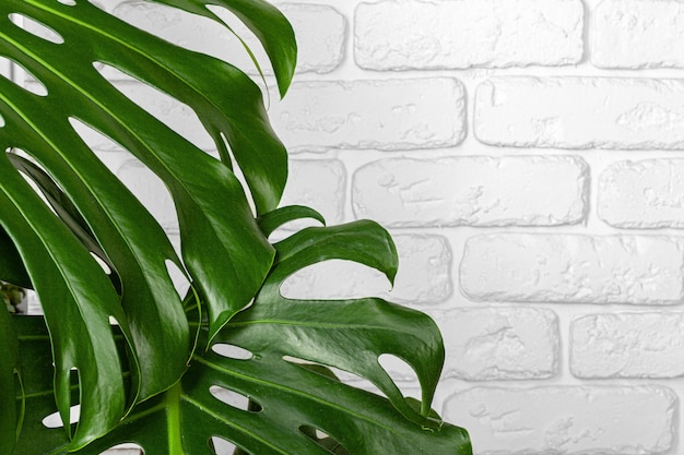 Fin, haut, monstera, plante, feuilles, contre, blanc, mur brique