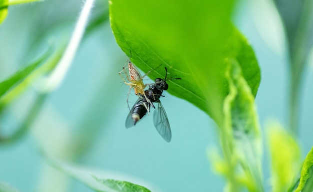 Une Fin Malheureuse Pour L'araignée Insecte Volant Attrape Un