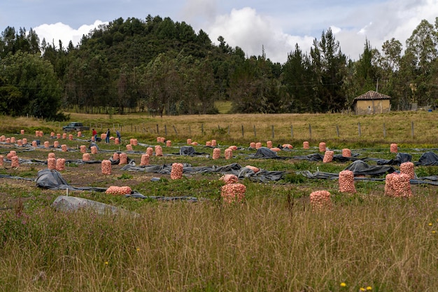 Photo finca agrcola recolectando la cebolla ferme agricole récoltant l'oignon