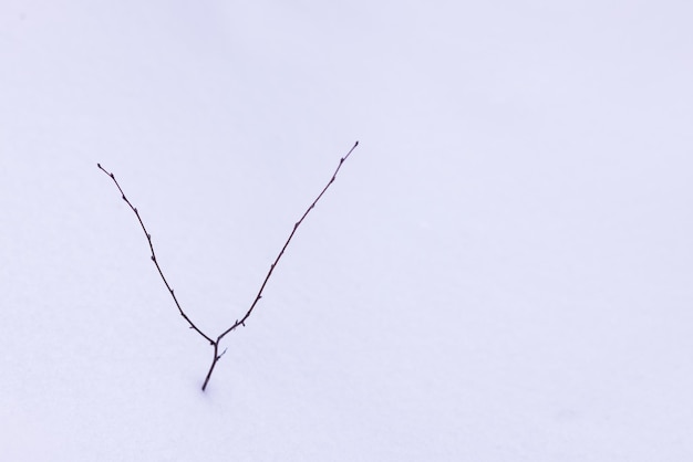 Une fine branche solitaire d'arbustes rabougris sur un champ enneigé d'hiver silencieux