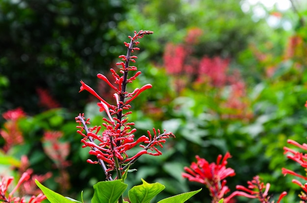 Fire Spike Cardinal's Guard Odontonema strictumflower