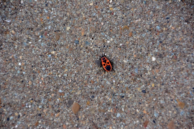 Firebug isolé sur le fond de béton, macro