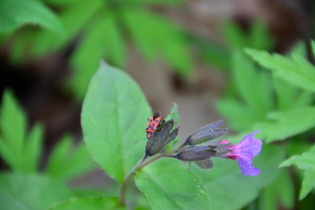 Firebug rouge et noir sur la fleur dans la forêt isolée, macro