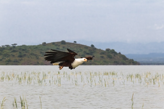 Fisher sur le lac Eagle Baringo lake Kenya