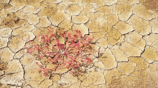 Fissuration du sol sec et herbe rouge