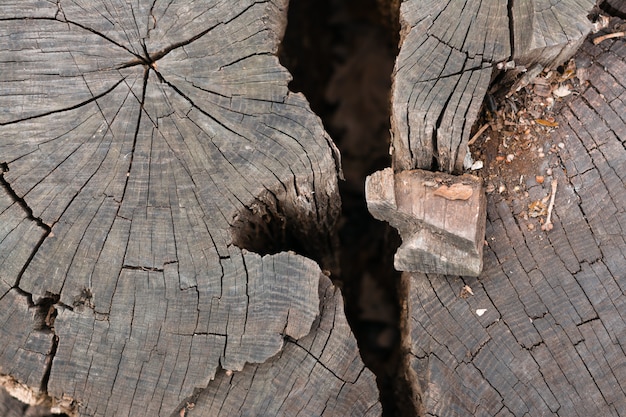 Fissure profonde dans la coupe d'un arbre