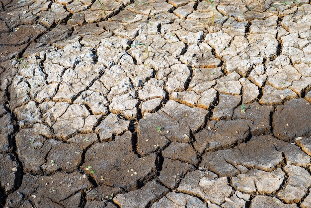 Fissures dans le sol sec en saison aride