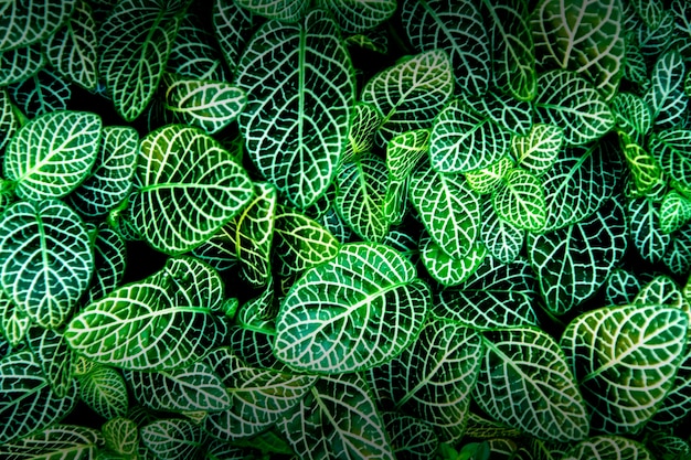 Photo le fittonia vert laisse une texture de fond