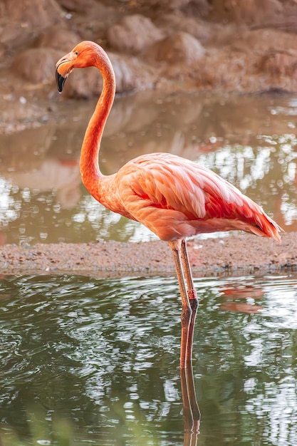 Le flamant américain Phoenicopterus ruber dans un lac