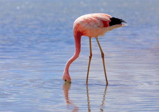 Flamant des Andes mange à la lagune Hedionda à Potosi en Bolivie