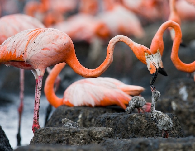 Flamant des Caraïbes sur un nid avec poussin. Cuba.