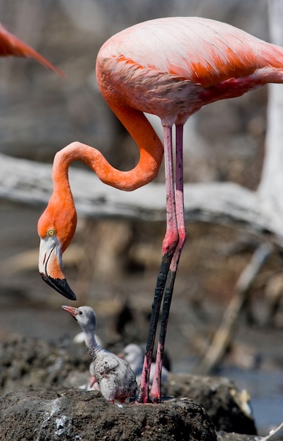 Flamant des Caraïbes sur un nid avec poussin. Cuba.