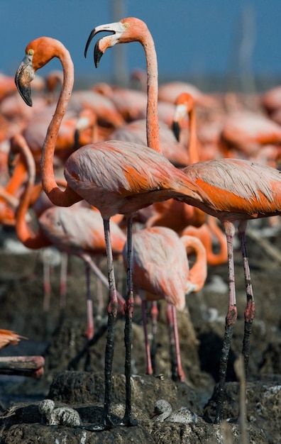 Flamant des Caraïbes sur un nid avec des poussins