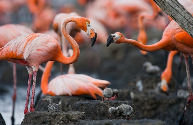 Flamant des Caraïbes sur un nid avec des poussins