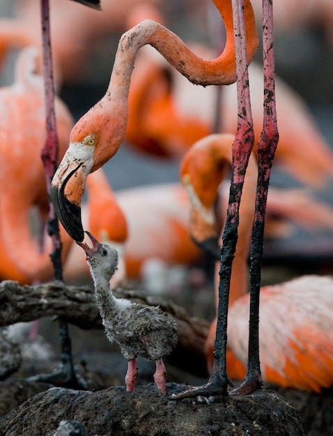 Flamant des Caraïbes sur un nid avec des poussins