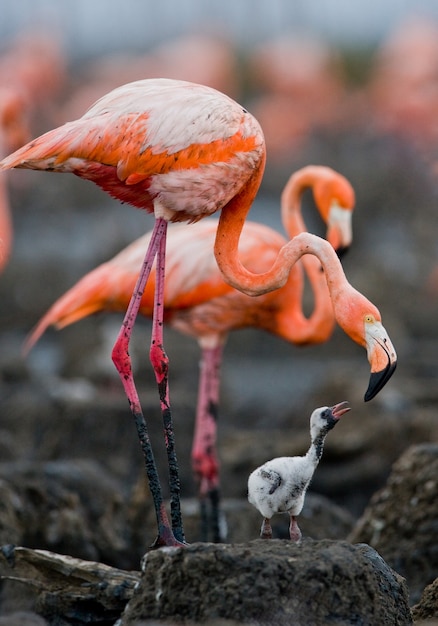 Flamant des Caraïbes sur un nid avec des poussins