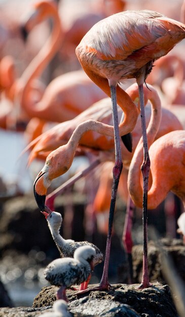 Flamant des Caraïbes sur un nid avec des poussins