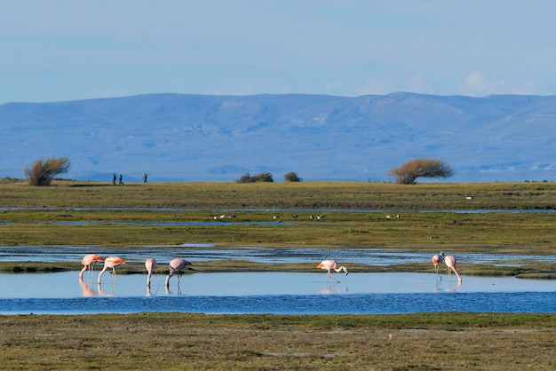 Le flamant du Chili ou flamant rose du sud est une espèce d'oiseau de la famille des phoenicopteridae