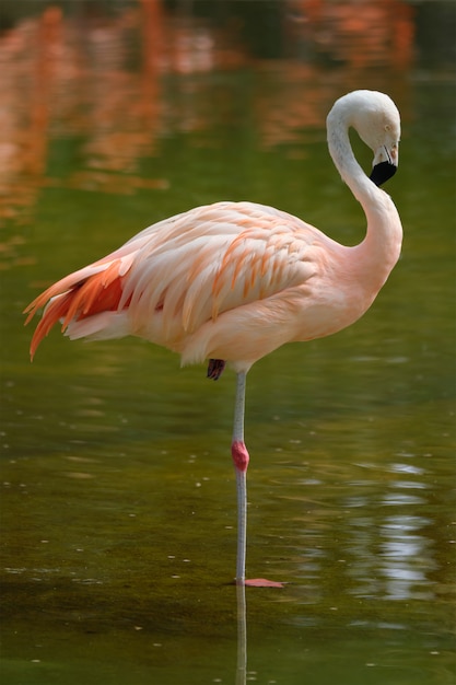 Flamant du Chili Phoenicopterus chilensis oiseau