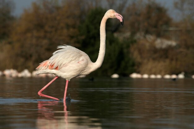 Le flamant-gorge Phoenicopterus ruber, oiseau unique dans l'eau, France