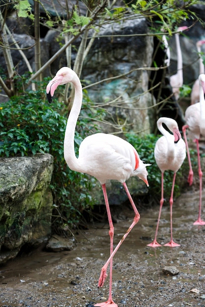 Un flamant magnifique, le Flamant rose est une espèce typique de nombreux pays