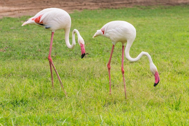 Flamant mange de la nourriture dans la prairie