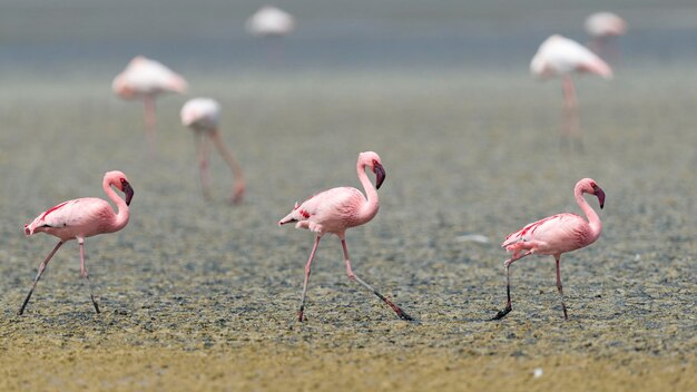 Flamant nain Phoenicopterus minor Malaga Espagne