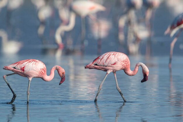 Flamant nain (Phoenicopterus minor) Malaga, Espagne