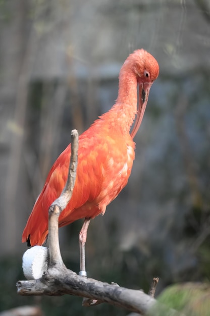 Flamant rose adulte sur un sol d'herbe