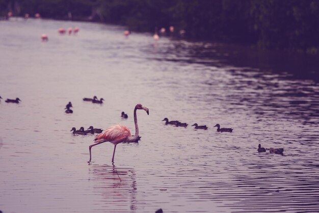 Flamant rose au Mexique