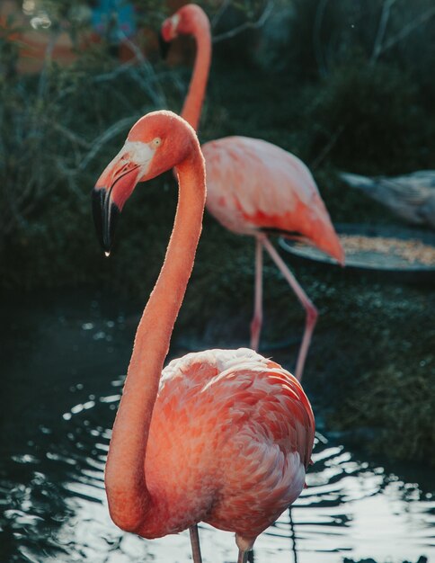 Flamant rose des Caraïbes se reposant au bord du lac