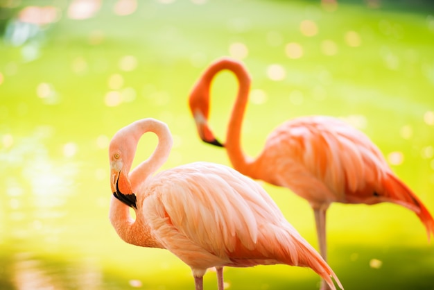 Le flamant rose des Caraïbes va sur l'eau. Flamant rose va sur un marais.