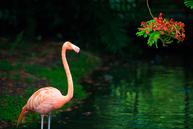 Le flamant rose des Caraïbes va sur l'eau. Flamant rose va sur un marais.