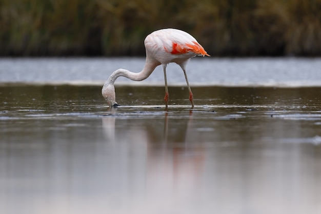 Flamant rose chilien marchant sur les rives du lac