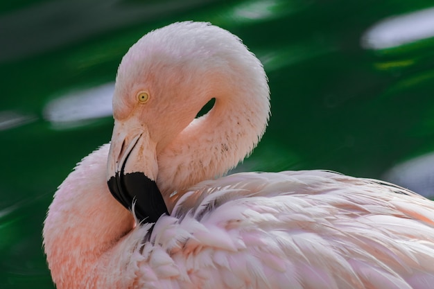 Flamant rose chilien