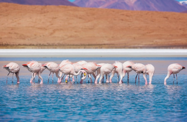 Flamant rose dans le lac de l'Altiplano bolivien