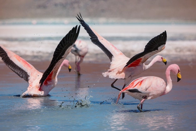 Flamant rose dans le lac de l'Altiplano bolivien