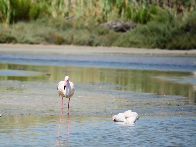 Flamant rose debout dans un étang tourné à Cagliari Sardaigne