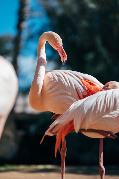 Flamant rose à l'état sauvage un oiseau aquatique majestueux avec un bec saisissant