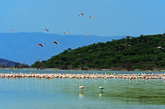 Flamant rose sur le lac Bogoria au Kenya