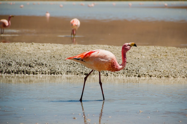 Photo flamant rose sur un lac. réserve nationale de faune andine, bolivie