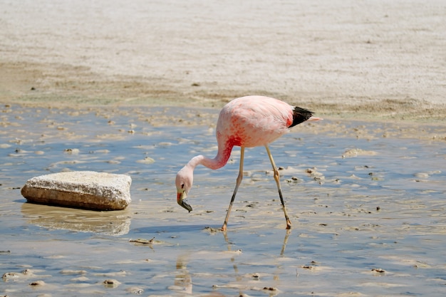 Flamant rose paissant dans les eaux salées peu profondes du lac Laguna Hedionda sur l’Altiplano bolivien, Bolivie