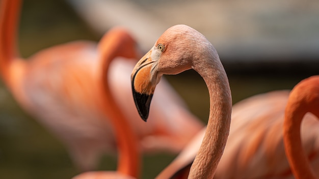 Flamant rose pastel