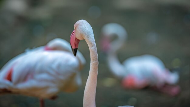 Flamant Rose Pastel