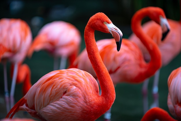 Flamant rose Phoenicopterus roseus colonie de flamants roses se toilettant en pataugeant dans un étang