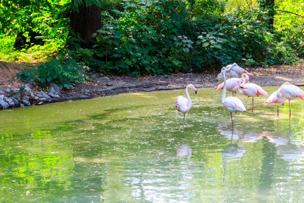 Le flamant rose Phoenicopterus roseus est l'espèce la plus répandue de la famille des flamants