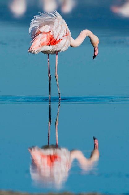 Flamant rose Phoenicopterus roseus Malaga Espagne