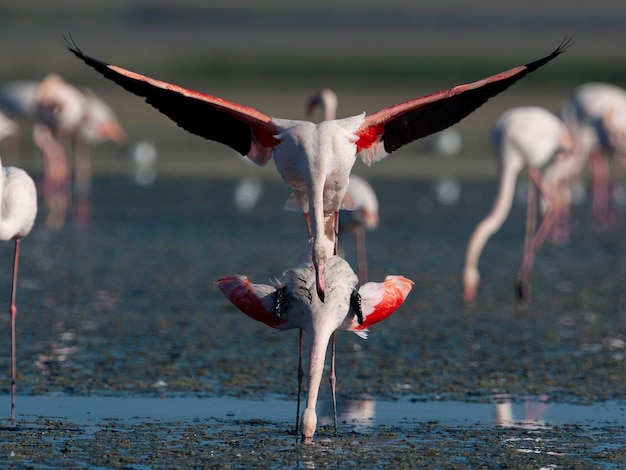 Flamant rose Phoenicopterus roseus Malaga Espagne