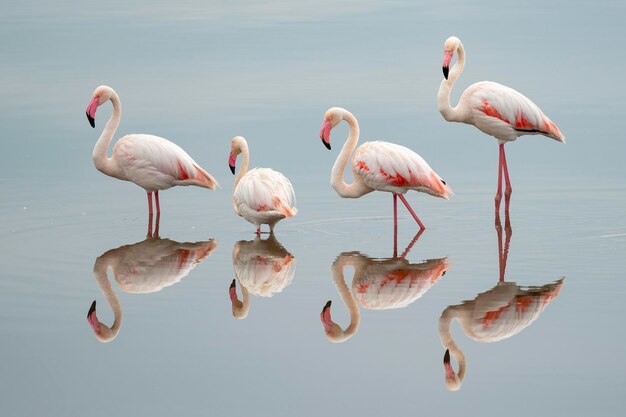 Flamant rose Phoenicopterus roseus Malaga Espagne