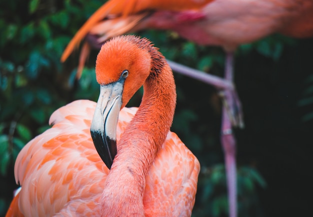 Flamant rose près